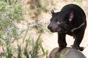 retrato de cerca del diablo de tasmania foto