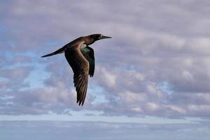 Brown booby Gannet in french polynesia pacific ocean photo