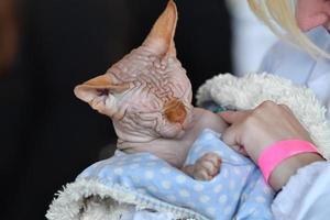 sphynx cat close up portrait photo