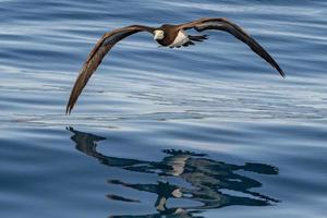 Brown booby Gannet in french polynesia pacific ocean photo