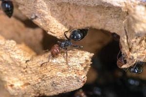 Red head ant honeypot Myrmecocystus close up photo