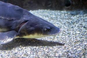 sturgeon fish caviar eggs underwater photo