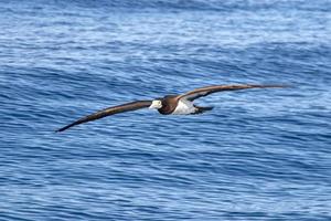 Brown booby Gannet in french polynesia pacific ocean photo