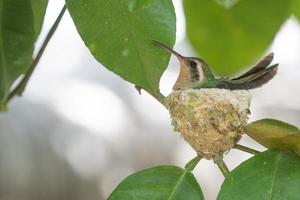 Humming bird in its nest photo