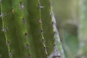 Detalle de espinas de cactus mexicano en baja california foto