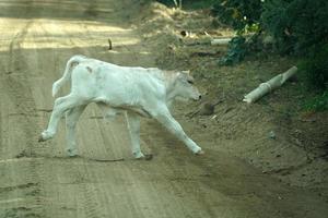 baby newborn white calf cow running photo