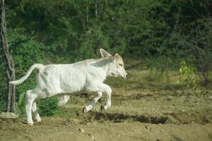 baby newborn white calf cow running photo