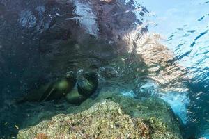 sea lion seal underwater while diving galapagos photo