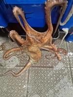 fresh caught live octopus at fish market photo