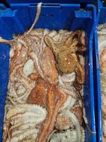 fresh caught live octopus at fish market photo