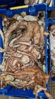 fresh caught live octopus at fish market photo