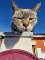 cat portrait closed eyes pointing at you photo