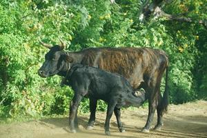 baby newborn calf veal breastfeeding detail photo