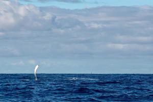 aleta de ballena jorobada en moorea polinesia francesa foto