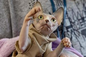 sphynx cat close up portrait photo