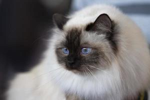 birman gato sagrado de retrato de birmania foto