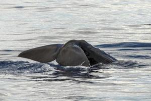 Sperm Whale tail while going down at sunset photo