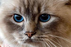 blue Cat eyes close up detail photo