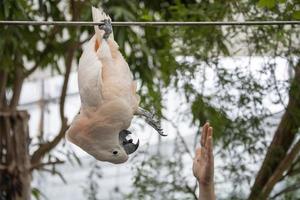 Pink cacatua bird close up with human hand photo