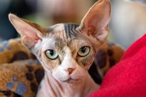 sphynx cat close up portrait photo