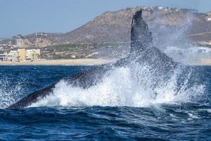 Cola de ballena jorobada golpeando frente al barco de avistamiento de ballenas en cabo san lucas méxico foto