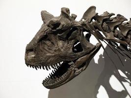 carnotaurus dinosaurio esqueleto cráneo detalle foto
