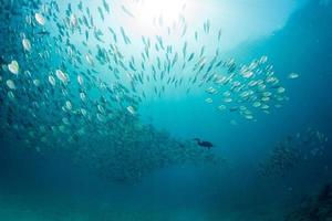 cormorant while fishing underwater in bait ball photo