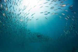 cormorant while fishing underwater in bait ball photo