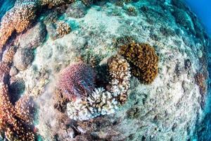 Sea star crown of thorns photo