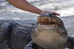 Florida Alligator in everglades close up portrait photo
