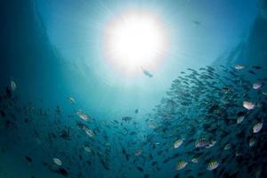 cormorant while fishing underwater in bait ball photo