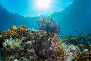 diving in colorful reef underwater photo