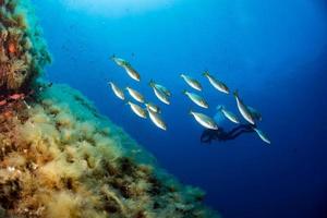 buceo en el parque marino de portofino en el mar mediterráneo foto