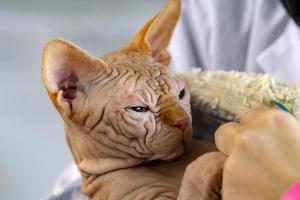 sphynx cat close up portrait photo