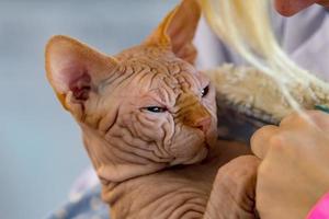 sphynx cat close up portrait photo