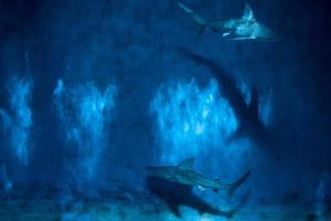 Grey shark jaws ready to attack underwater close up portrait photo