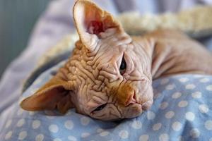 sphynx cat close up portrait photo