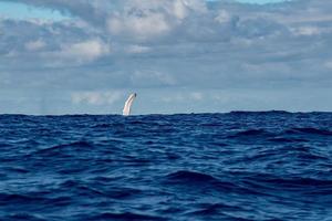 aleta de ballena jorobada en moorea polinesia francesa foto