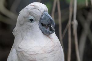 pájaro cacatua rosa de cerca foto