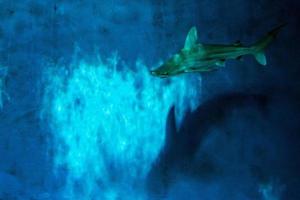 Grey shark jaws ready to attack underwater close up portrait photo