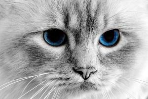 ojos de gato azul cerrar detalle
