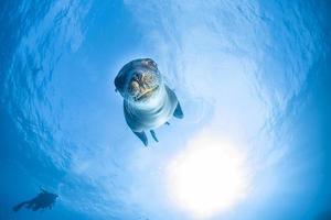cachorro león marino bajo el agua mirándote foto