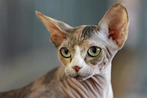 sphynx cat close up portrait photo