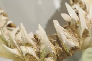 Mako shark jaw showing teeth photo