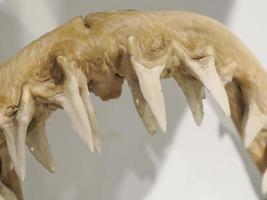 Mako shark jaw showing teeth photo