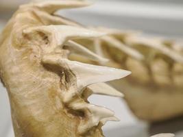 Mako shark jaw showing teeth photo