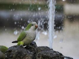 green parrots drinking water in rome botanical gardens photo