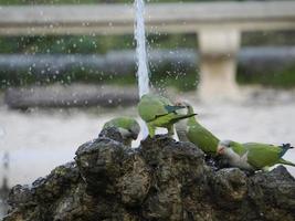green parrots drinking water in rome botanical gardens photo