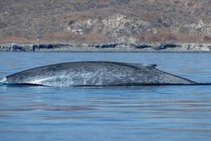 blue whale in loreto baja california mexico endangered biggest animal in the world photo