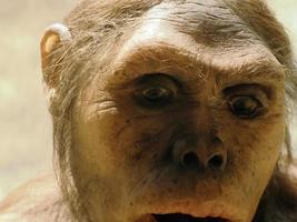 Neanderthal prehistoric woman lucy style evolution display photo